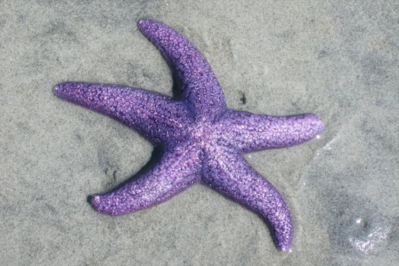 purple star fish Purple Animals