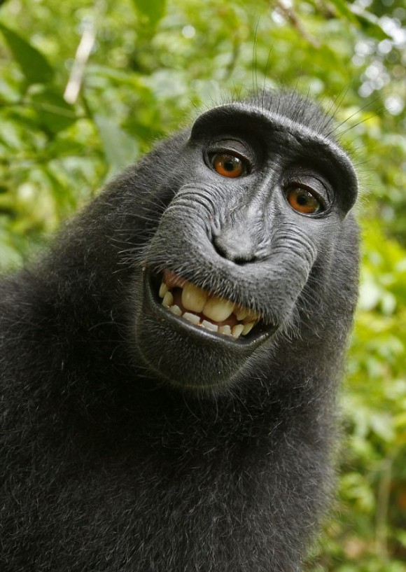 monkey camera smile 580x817 Monkey Steals Camera, Snaps His Own Self Potraits